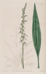 Illustration von Cyclopogon bicolor (als syn. Neottia bicolor)